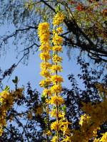 springflowers150421-23.jpg