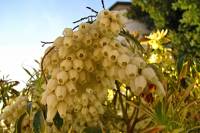 springflowers150421-25.jpg