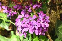 springflowers150421-26.jpg