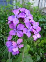 springflowers150421-27.jpg