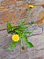 springflowers150423-01.jpg