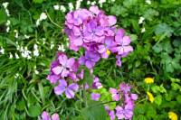springflowers150428-01.jpg