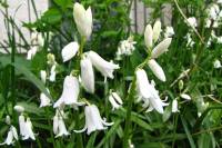 springflowers150428-02.jpg