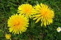 springflowers150428-03.jpg