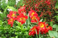springflowers150428-04.jpg