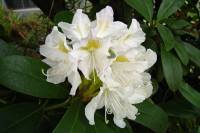 springflowers150428-05.jpg