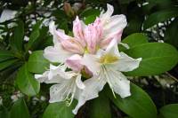springflowers150428-06.jpg