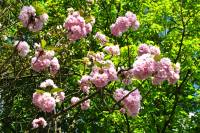 springflowers150428-07.jpg