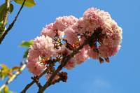 springflowers150428-08.jpg