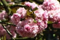 springflowers150428-10.jpg