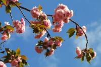 springflowers150428-11.jpg