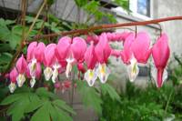 springflowers150428-12.jpg