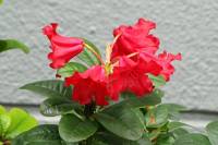 springflowers150429-03.jpg