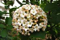 springflowers150429-05.jpg