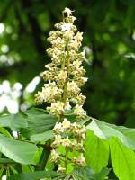 springflowers150429-06.jpg