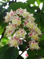 springflowers150507-01.jpg