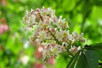 springflowers150507-02.jpg