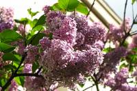 springflowers150507-03.jpg