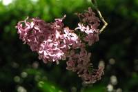 springflowers150507-04.jpg