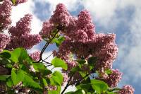 springflowers150507-05.jpg