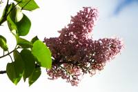 springflowers150507-06.jpg