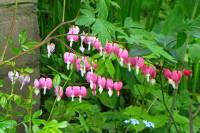 springflowers150508-01.jpg
