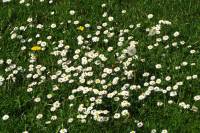 springflowers150508-02.jpg
