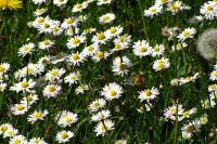 springflowers150508-03.jpg