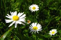 springflowers150508-07.jpg