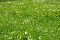 springflowers150508-08.jpg