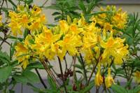 springflowers150511-01.jpg