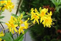 springflowers150511-02.jpg