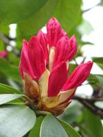 springflowers150511-03.jpg