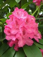 springflowers150511-04.jpg