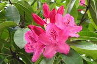 springflowers150511-05.jpg