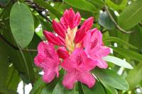 springflowers150511-06.jpg