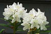springflowers150511-07.jpg