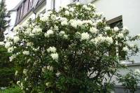 springflowers150511-08.jpg