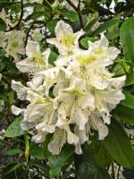 springflowers150511-09.jpg