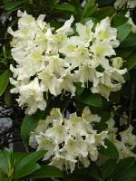 springflowers150511-10.jpg