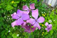 springflowers150511-11.jpg