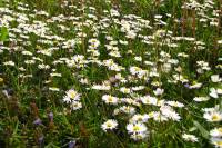 springflowers150511-12.jpg