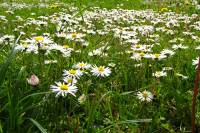 springflowers150511-13.jpg