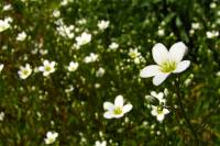 springflowers150511-15.jpg