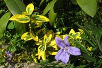 springflowers150511-16.jpg