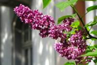 springflowers150511-17.jpg