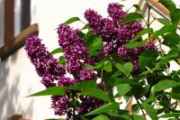 springflowers150511-18.jpg