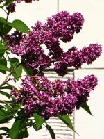 springflowers150511-19.jpg