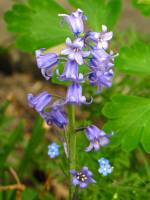 springflowers150511-20.jpg