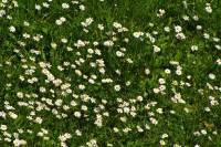 springflowers150517-01.jpg